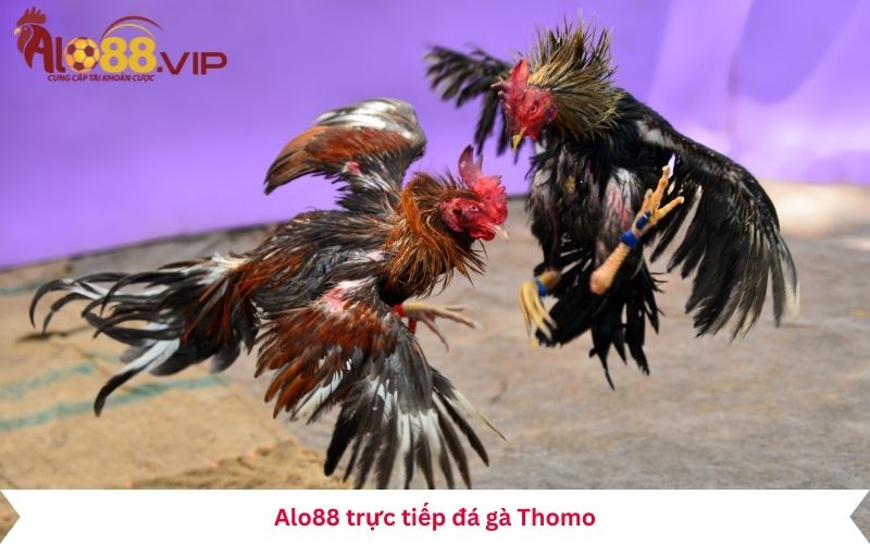 Alo88 trực tiếp đá gà Thomo