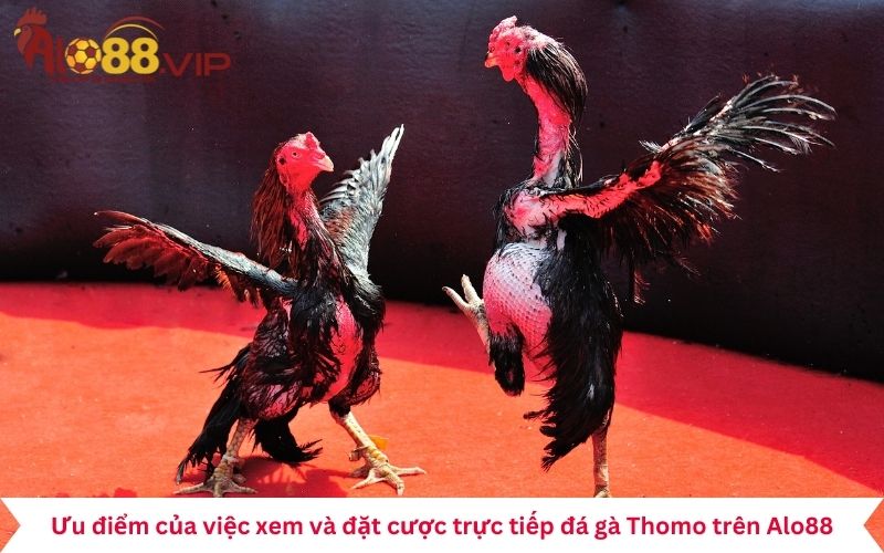 Ưu điểm của việc xem và đặt cược trực tiếp đá gà Thomo trên Alo88