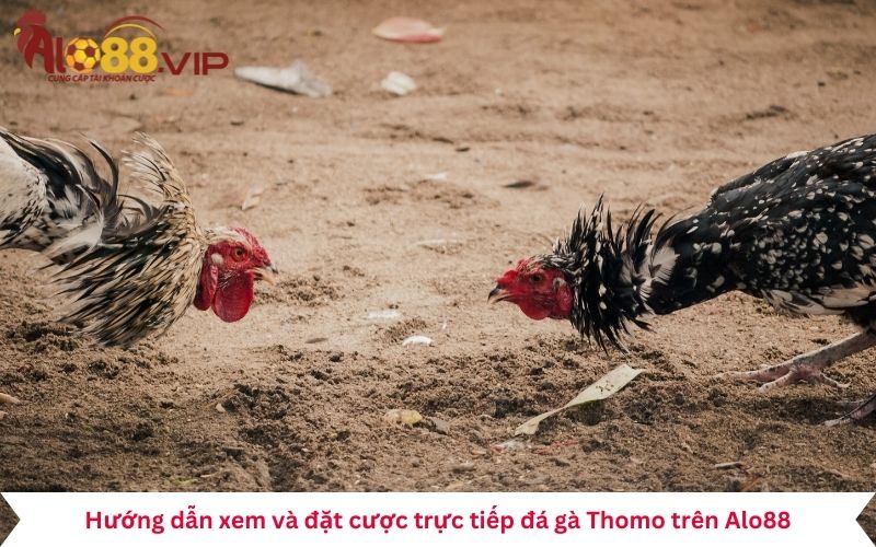 trực tiếp đá gà Thomo trên Alo88